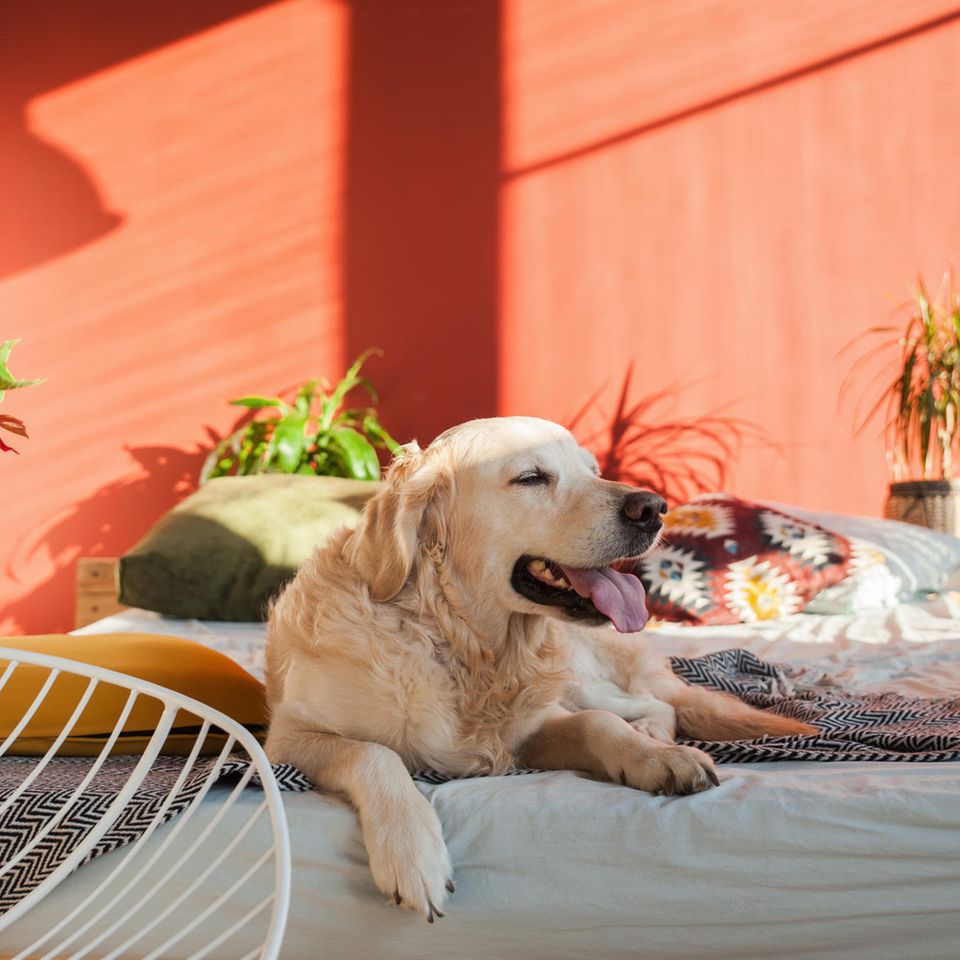 Hund in der Sonne auf dem Bett: 10 Tipps, mit denen eure Wohnung auch im Sommer schön kühl bleibt