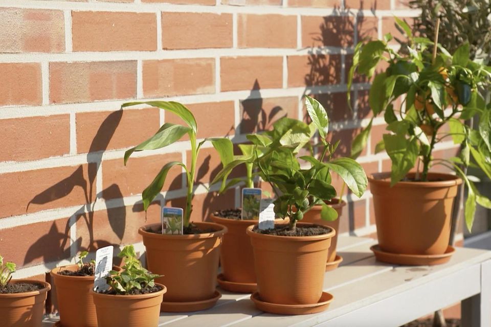 Pflanzen vom Discounter: So überleben Orangen, Bananen & Co. auf dem heimischen Balkon