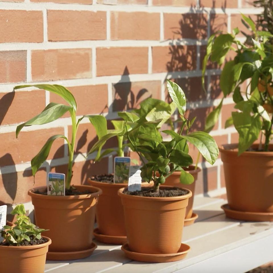 Pflanzen vom Discounter: So überleben Orangen, Bananen & Co. auf dem heimischen Balkon