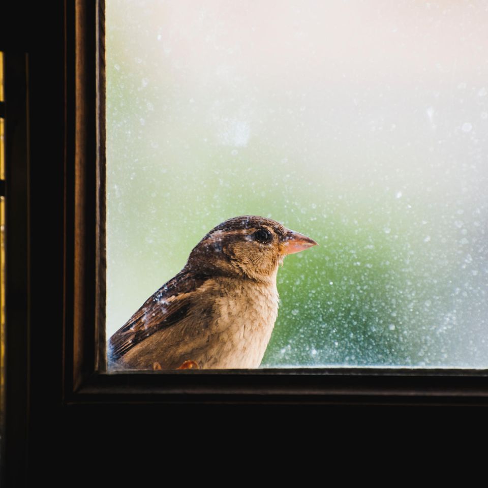 So kannst du einem Vogel helfen, der gegen ein Fenster geflogen ist