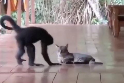 Affe und Katze auf Veranda