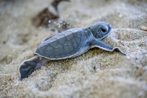 Einfach süß! Diese kleine grüne Meeresschildkröte ist vor zwei Tagen aus ihrem Nest im Chagar Hutang Turtle Sanctuary auf der Insel Redang in Malaysia geschlüpft. Am Strand von Chagar Hutang ist einer der wichtigsten Nistplätze für grüne Meeresschildkröten und Karettschildkröten – seit 2005 ist dieser offizielles Schutzgebiet für die Tiere.  Am heutigen Welttag der Meeresschildkröten möchten wir daran erinnern, dass die Tiere aufgrund von Bejagung, Beifang, illegalem Handel, Umweltverschmutzung und Klimaerwärmung vom Aussterben bedroht sind.   Mit der Reduzierung des Plastikkonsums und allgemein umweltschützenden Maßnahmen schützen wir auf unserer Erde nicht nur das Land, sondern auch das Meer, auf welches wir ebenfalls angewiesen sind. 