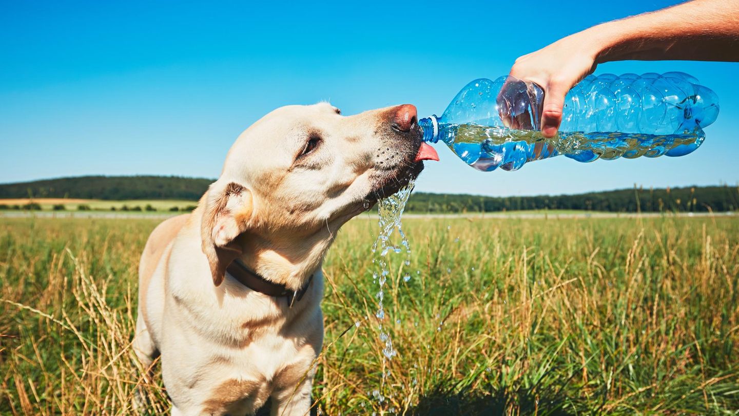 Dürfen Hunde Wasser Mit Kohlensäure Trinken Infos, Tipps und Tricks: So kommen eure Hunde gut durch die heißen Tage