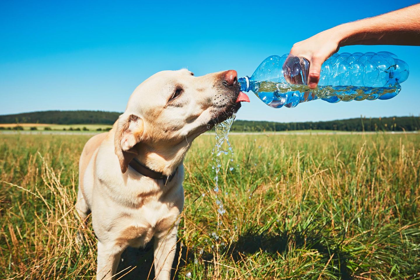 Ein Hund trinkt an einem heißen Tag Wasser