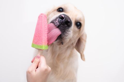 Hund isst Eis am Stiel