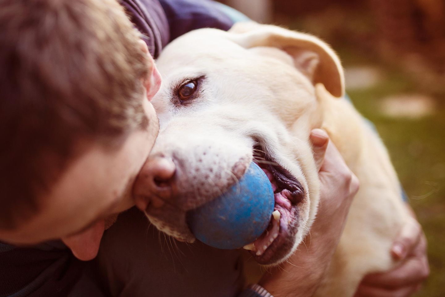 Verspielter Labrador mit Ball im Mund kuschelt mit Herrchen