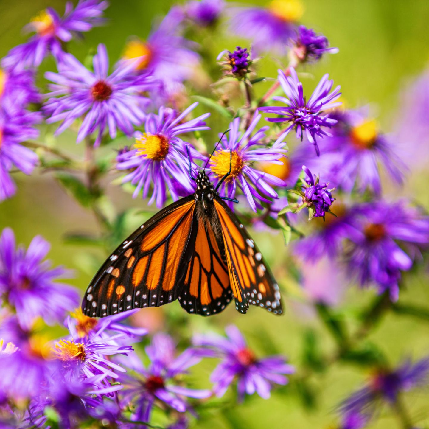 Insektensommer: Schmetterling auf Blume