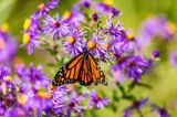 Insektensommer: Schmetterling auf Blume