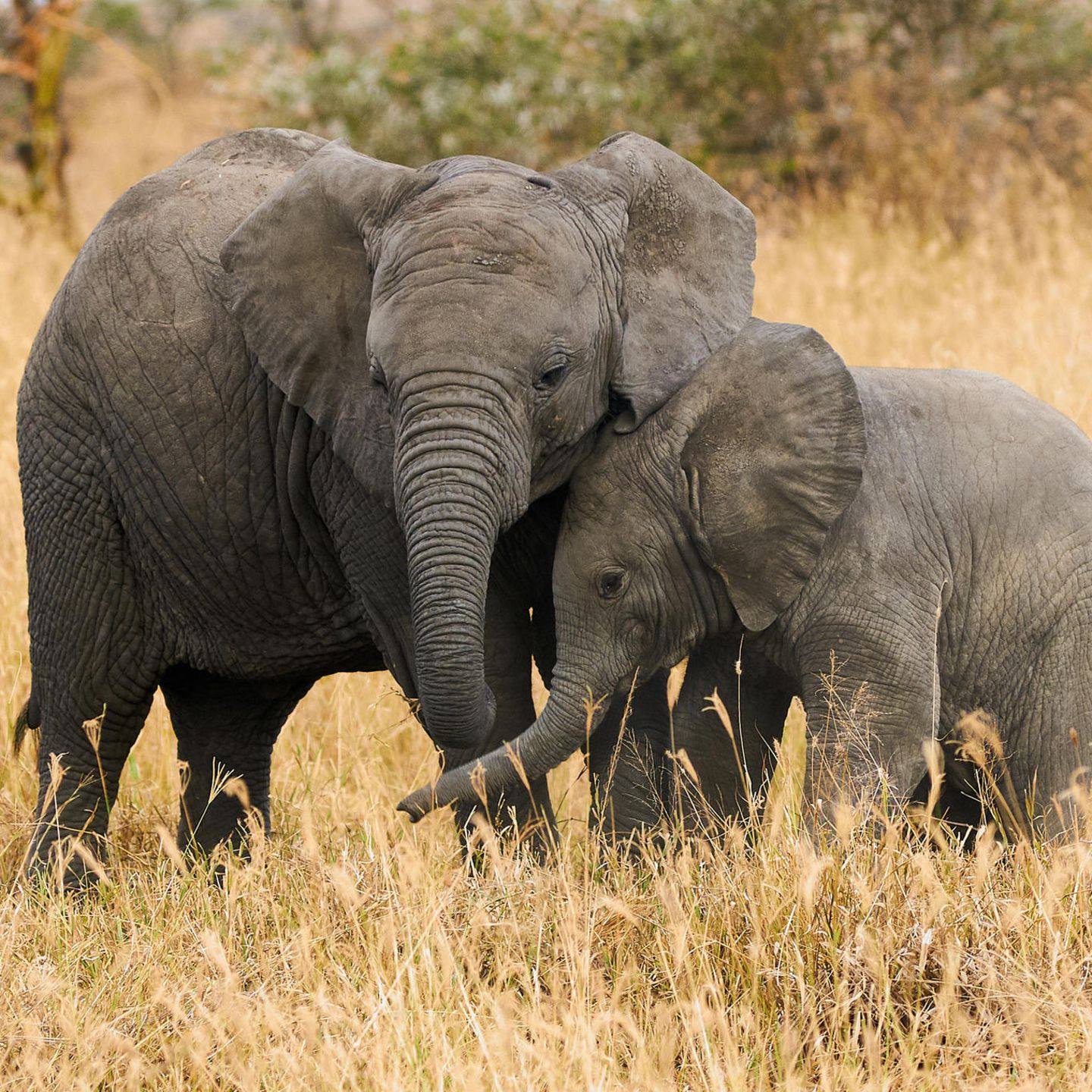 Urlaub und Tierschutz vereinen: Elefantenmutter und Kind