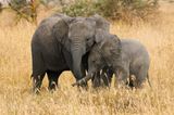 Urlaub und Tierschutz vereinen: Elefantenmutter und Kind