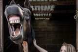 Comedy Pet Photo Awards 2022: zwei Kindern streicheln Pferd