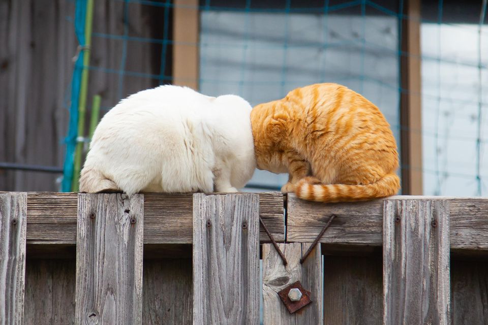 Comedy Pet Photo Awards 2022: zwei Katzen auf Zaun