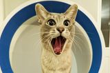 Comedy Pet Photo Awards 2022: Katze erschrocken