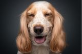 Comedy Pet Photo Award 2022: Hund