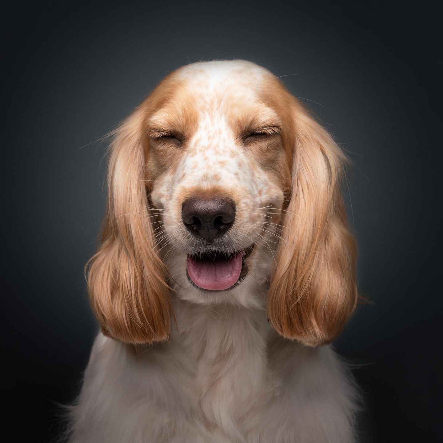 Comedy Pet Photo Award 2022: Hund