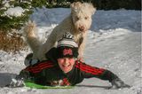 Comedy Pet Photo Awards 2022: Hund auf Schlitten mit Frau