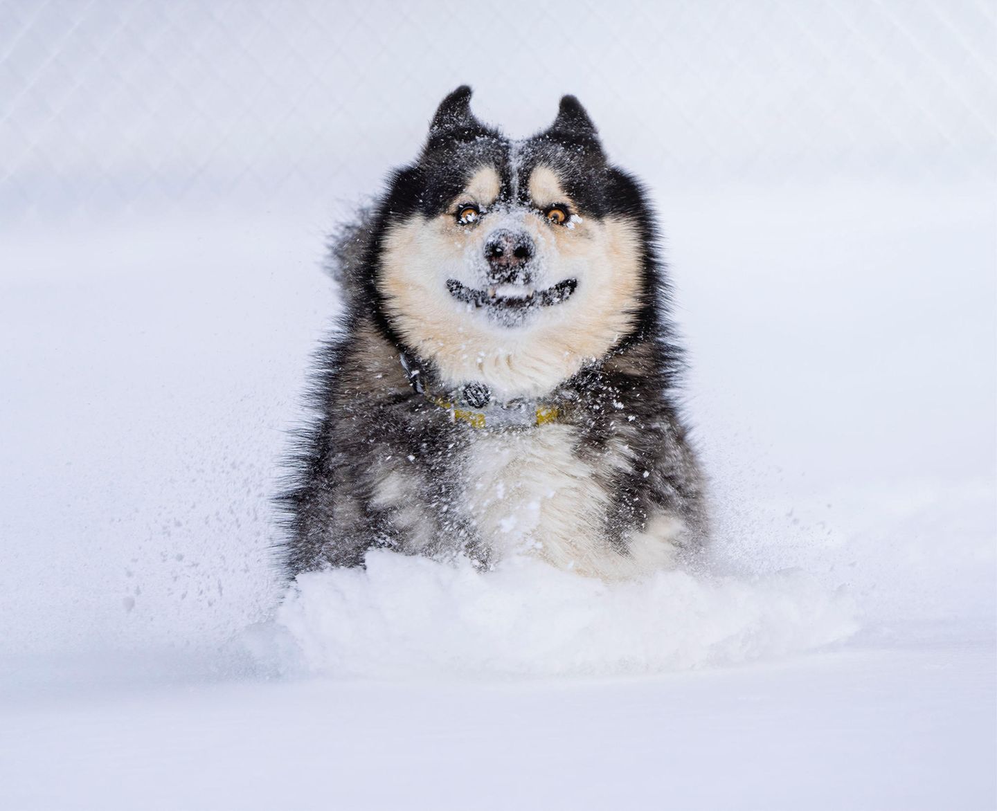 Comedy Pet Photo Awards 2022: Husky im Schnee