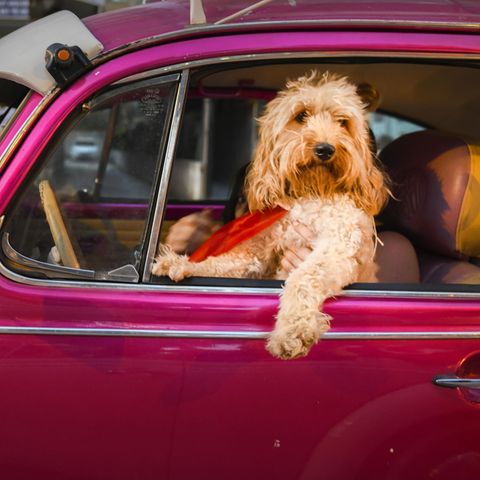 Comedy Pet Photo Awards 2022: Hund im Auto
