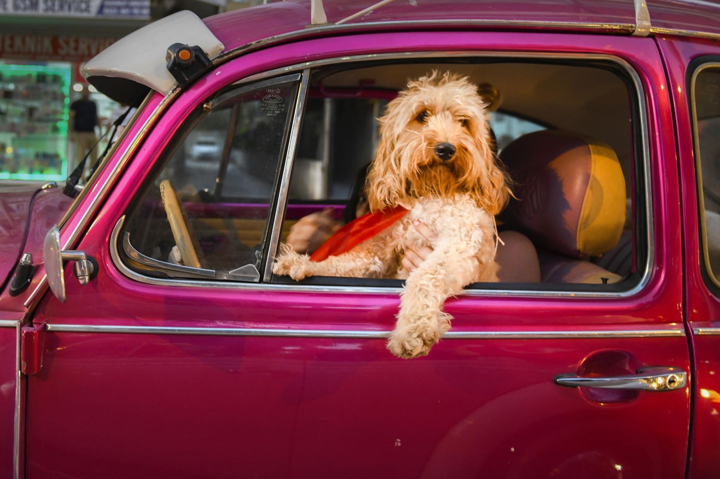 Comedy Pet Photo Awards 2022: Hund im Auto