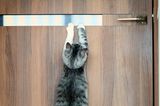 Comedy Pet Photo Awards 2022: Katze hängt an der Tür