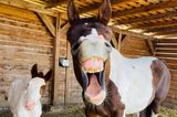 Comedy Pet Photo Awards 2022: Pferd und Fohlen