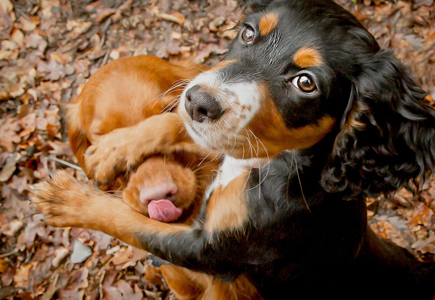 Comedy Pet Photo Award 2022: zwei Hundewelpen