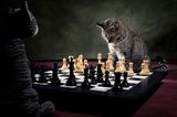 Comedy Pet Photo Awards 2022: Katze vor Schachbrett