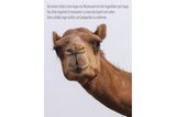 Unnützes Wissen Tiere: Kamel