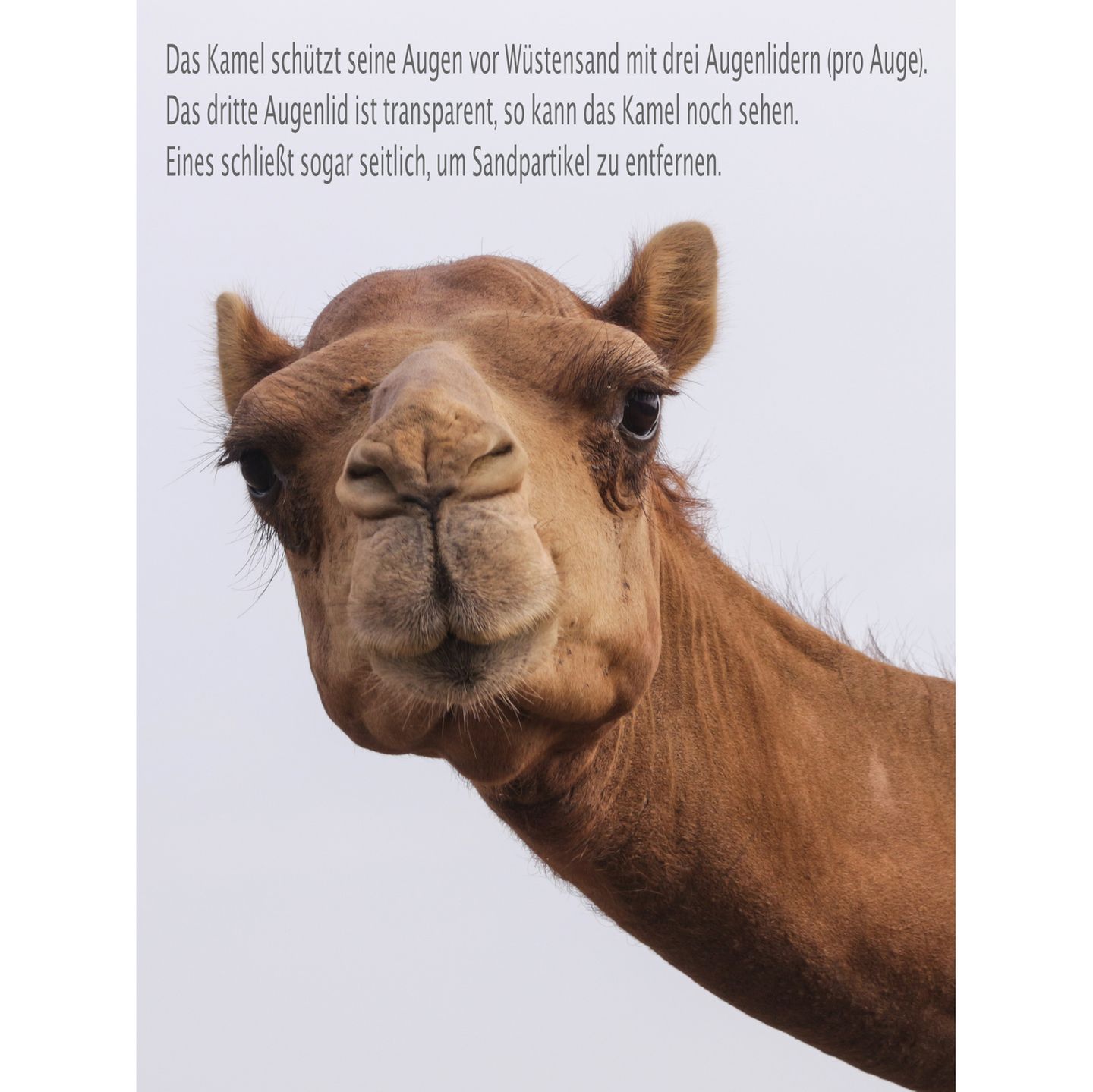 Unnützes Wissen Tiere: Kamel