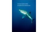 Unnützes Wissen Tiere: Hai