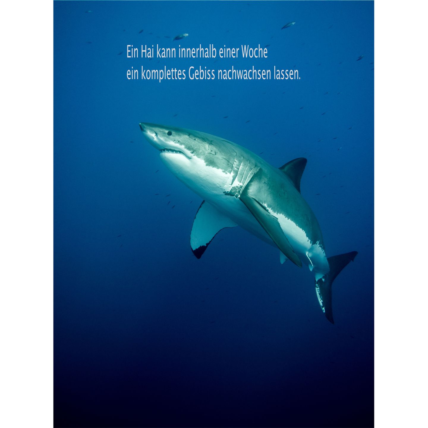 Unnützes Wissen Tiere: Hai