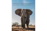 Unnützes Wissen Tiere: Elefant