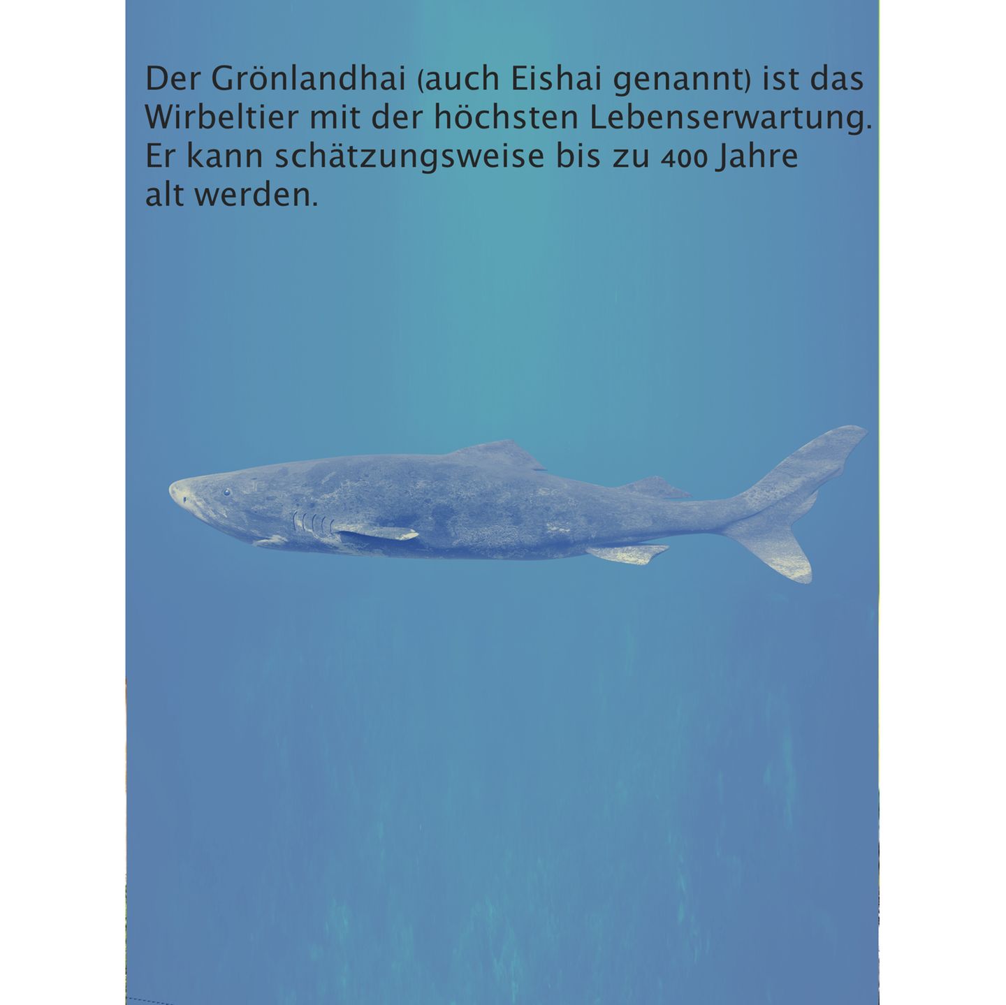 Unnützes Wissen Tiere: Grönlandhai