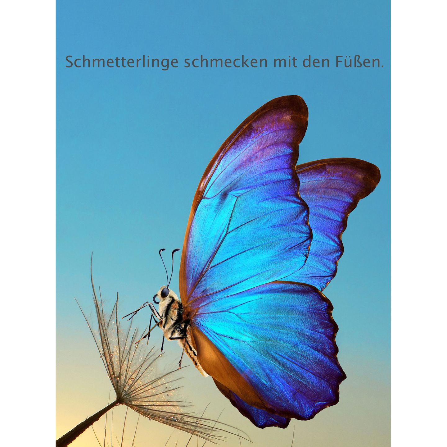 Unnützes Wissen Tiere: Schmetterling