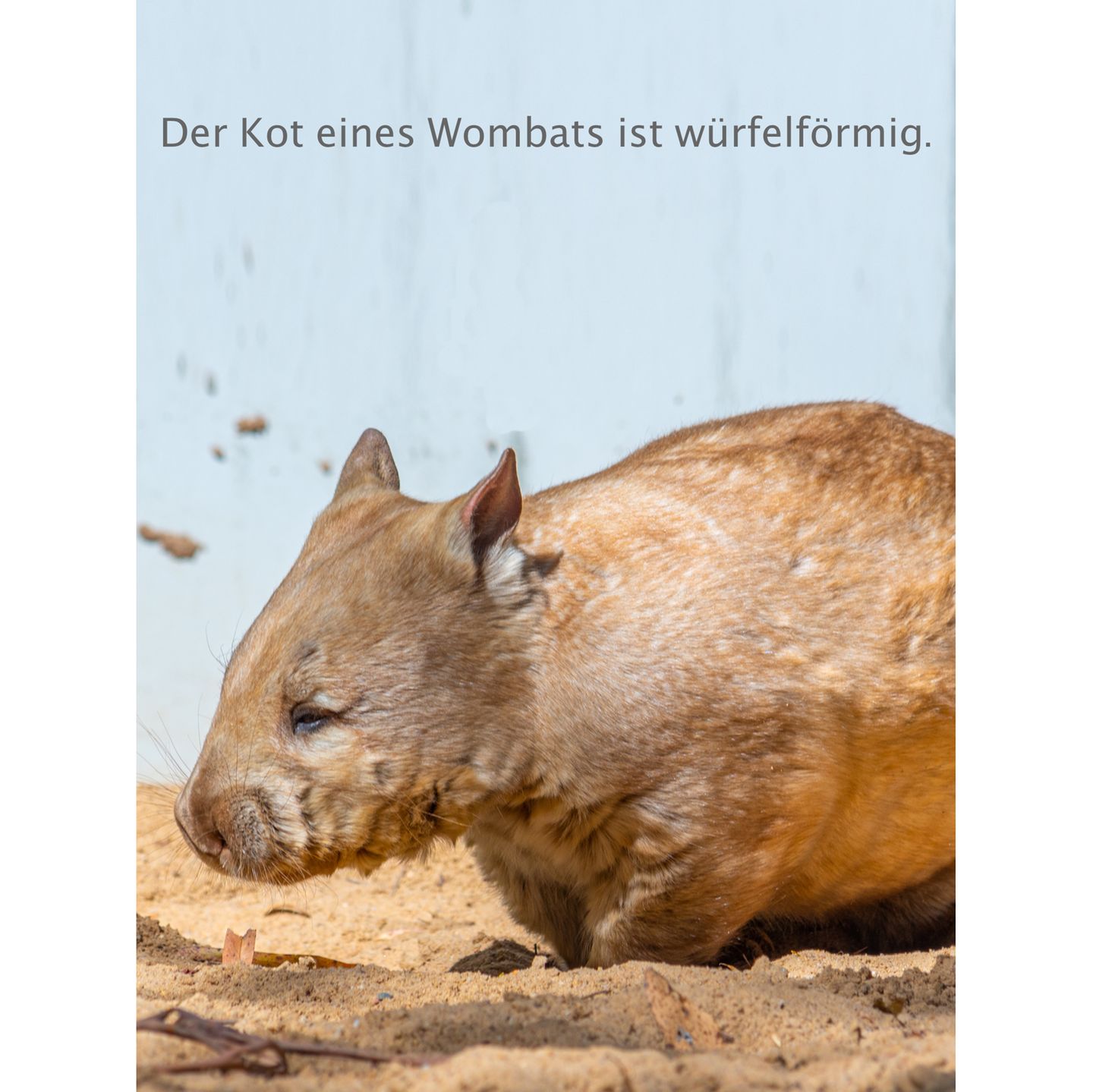 Unnützes Wissen Tiere: Wombat