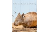 Unnützes Wissen Tiere: Wombat