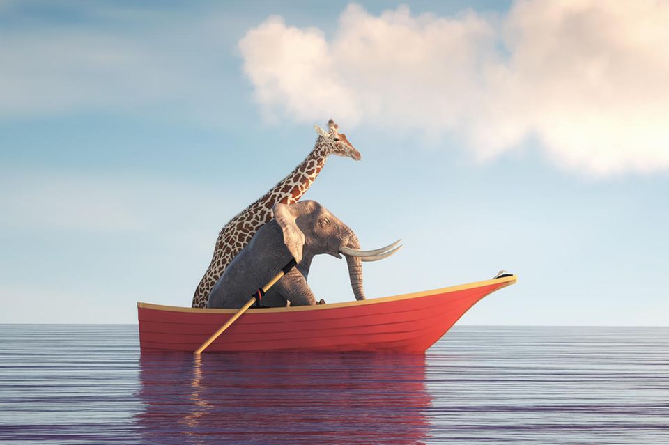 Unnützes Wissen Tiere: Elefant und Giraffe im Boot