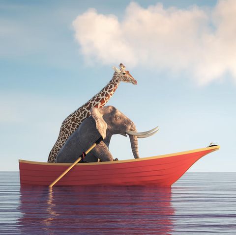 Unnützes Wissen Tiere: Elefant und Giraffe im Boot