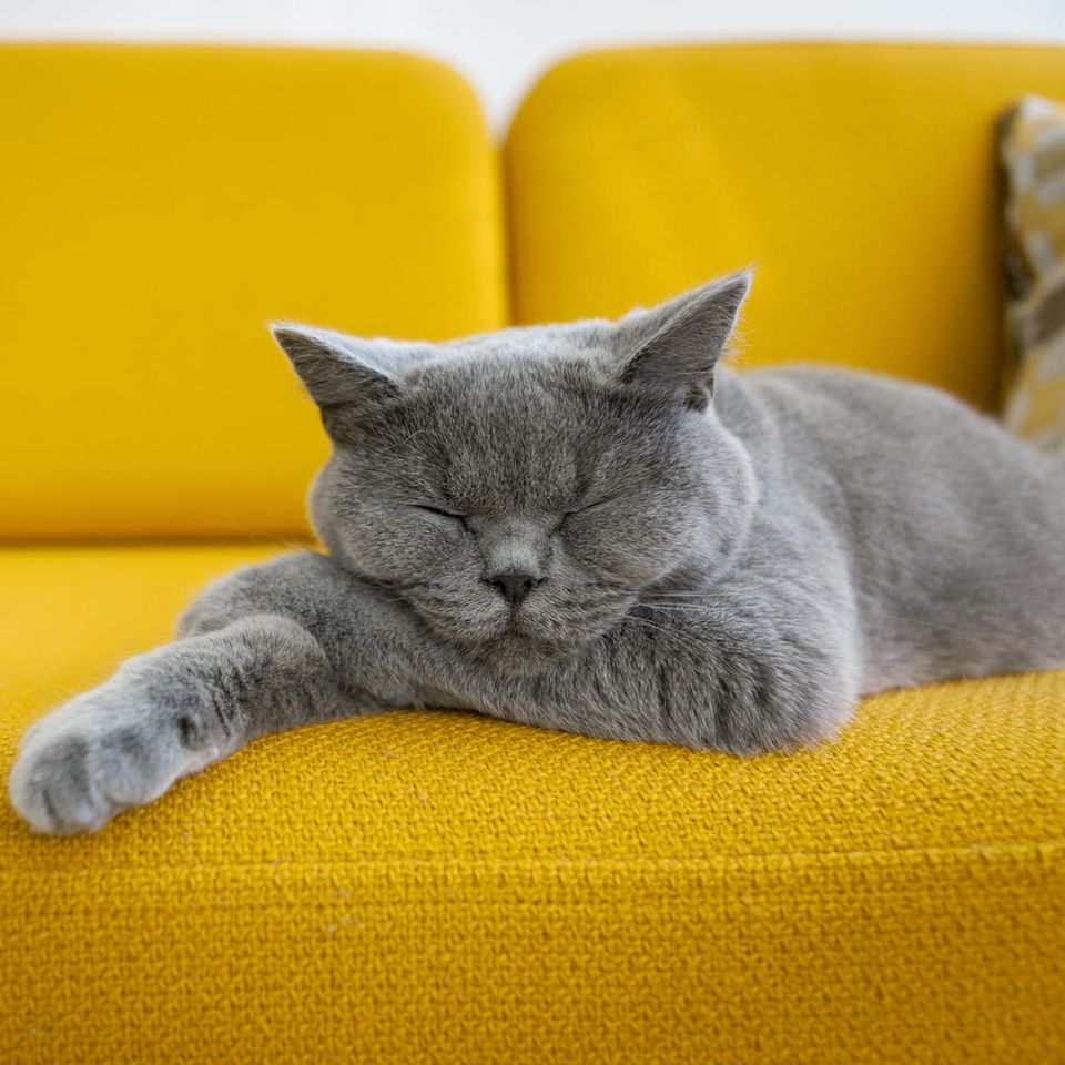 Graue Katze schläft auf gelbem Sofa: Wie das Fat-Cat-Syndrom dich weniger erfolgreich macht