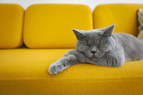 Graue Katze schläft auf gelbem Sofa: Wie das Fat-Cat-Syndrom dich weniger erfolgreich macht