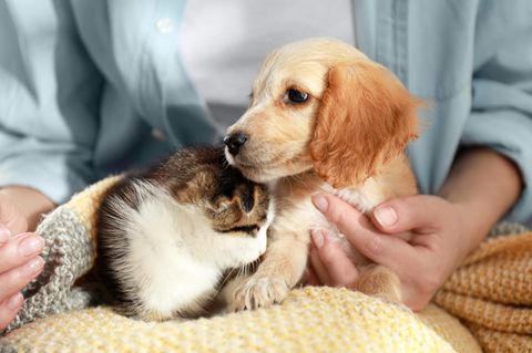 Katze und Hund auf dem Schoß: Was der Name deines Haustieres über dich verrät