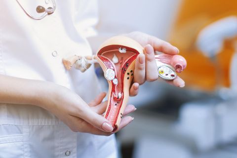 Intim-Anatomie: Modell einer Vulva