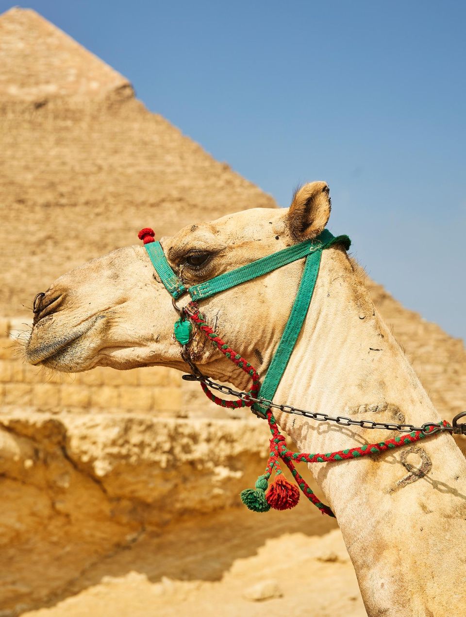 Auf Pharaonenspuren: Kamel