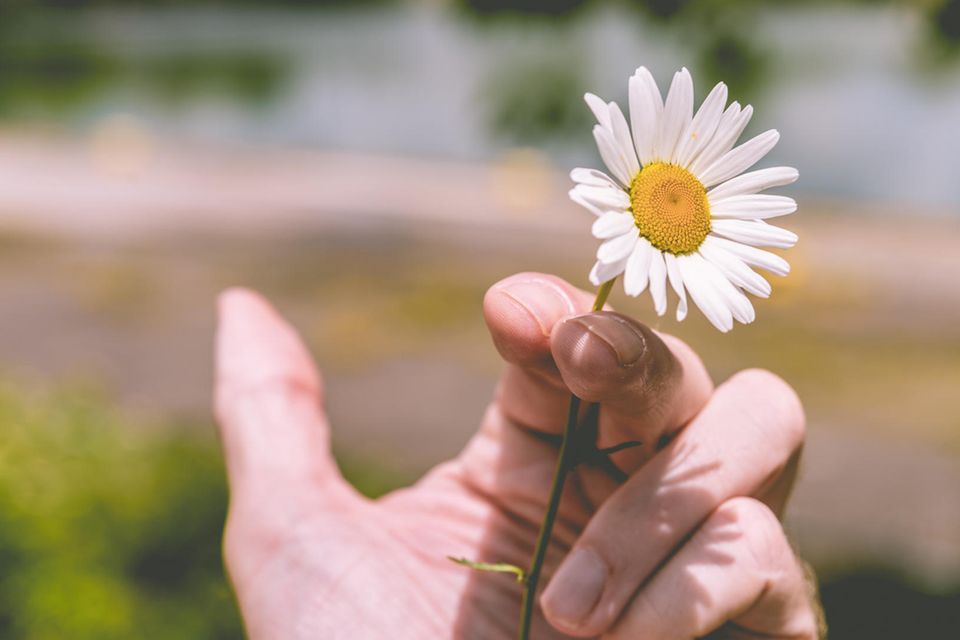 Harm Reduction: Hand die ein Gänseblümchen statt einer Zigarette hält