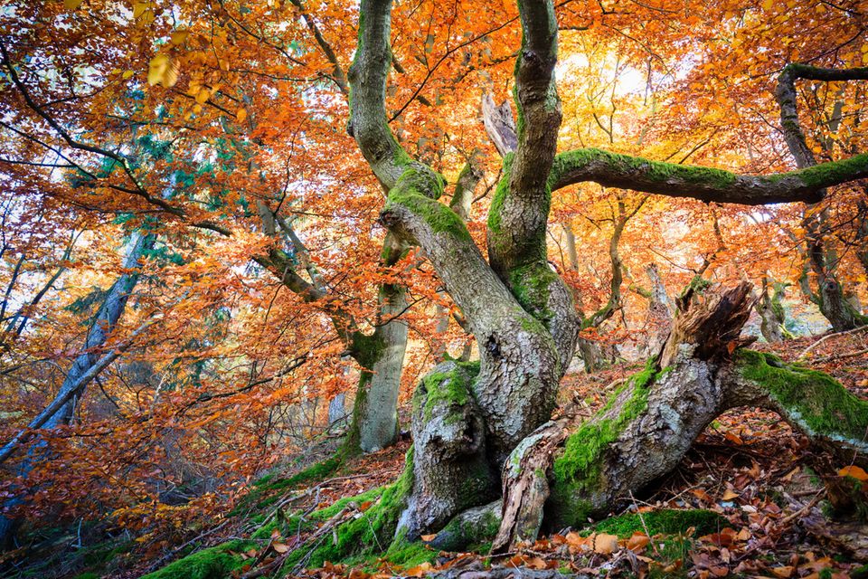 Goldener Oktober: Kellerwald Goldener Oktober: Kellerwald