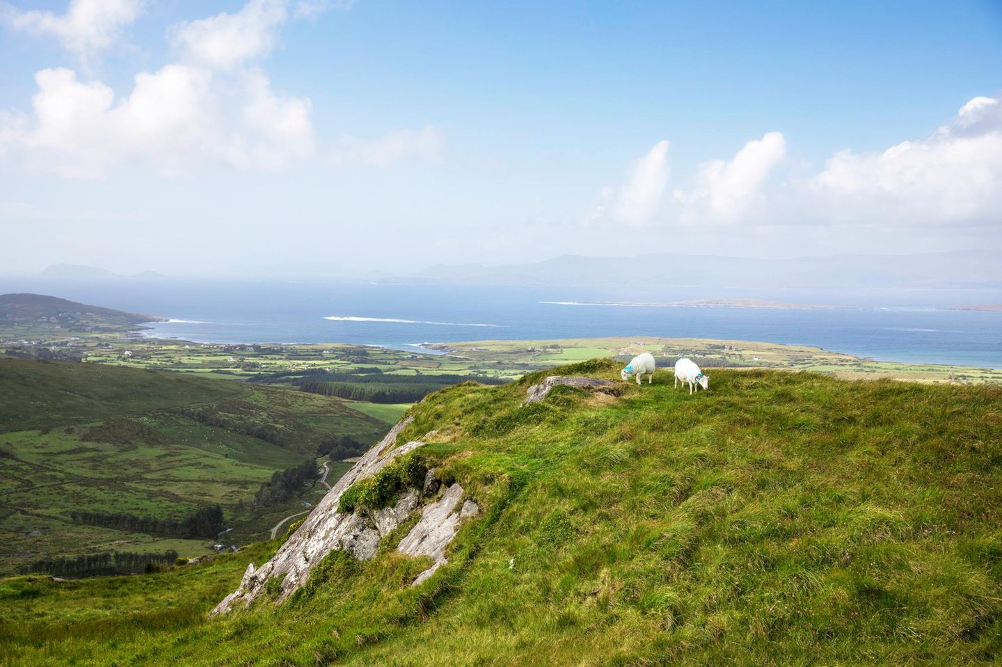 Beara Way: Irland Aussicht mit zwei Schafen