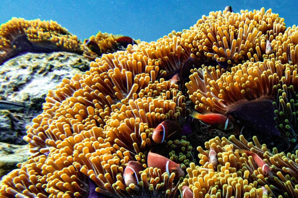 Malediven: Unterwasserwelt mit Korallen und Clownsfischen