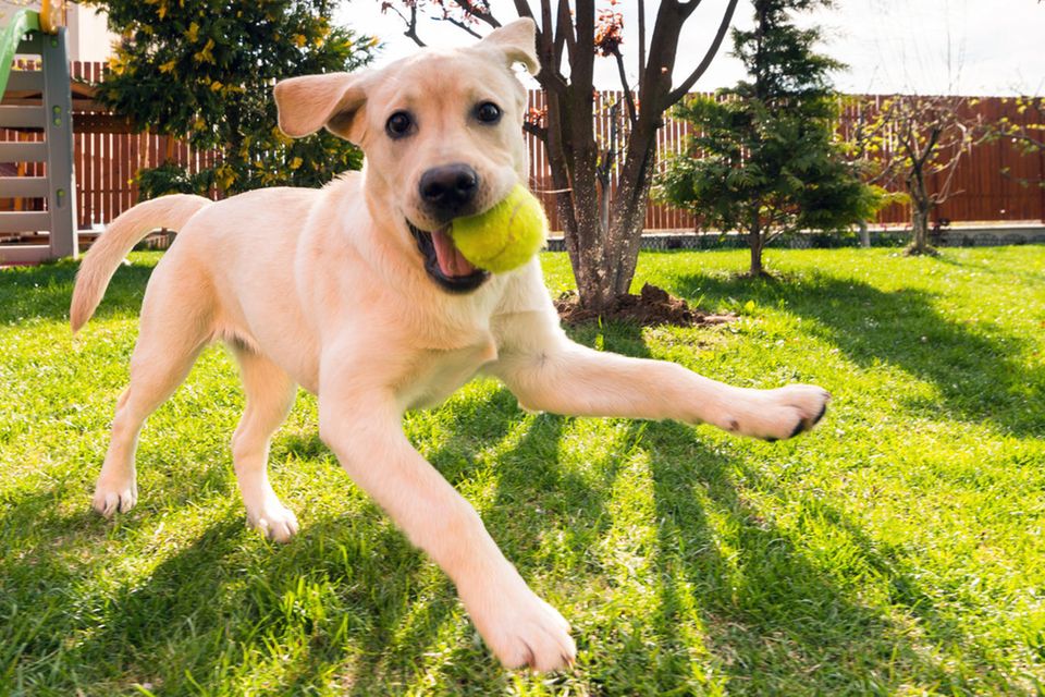 2000 Dollar zerfetzt: Labrador Zoey hatte Langeweile