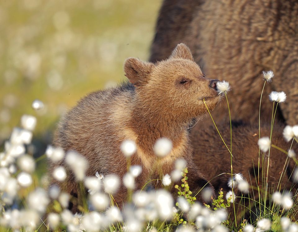 Comedy Wildlife Award 2022: Bärenjunges schnuppert an Blumen