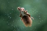 Comedy Wildlife Awards 2022: springendes Eichhörnchen